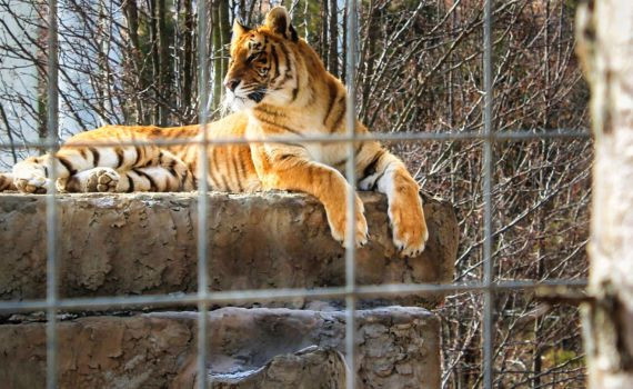 Branson's Wild World