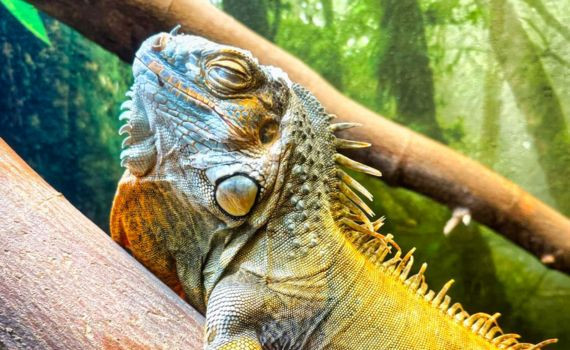 Branson's Wild World