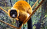Branson's Wild World