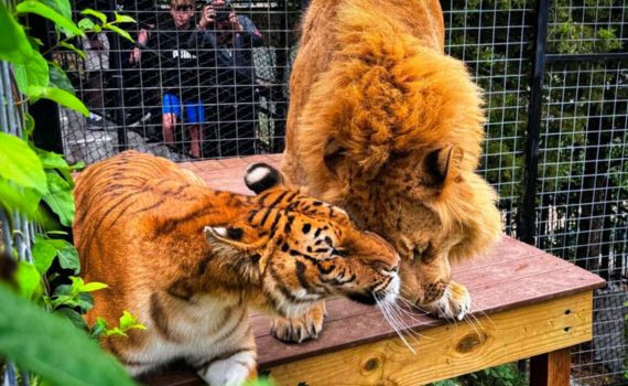 Branson's Wild World