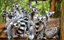 Branson's Wild World