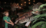 Branson Dinosaur Museum